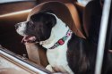ZEE DOG Obroża Dla Psa Mahalo L ZEE DOG Obroża Dla Psa Mahalo L
